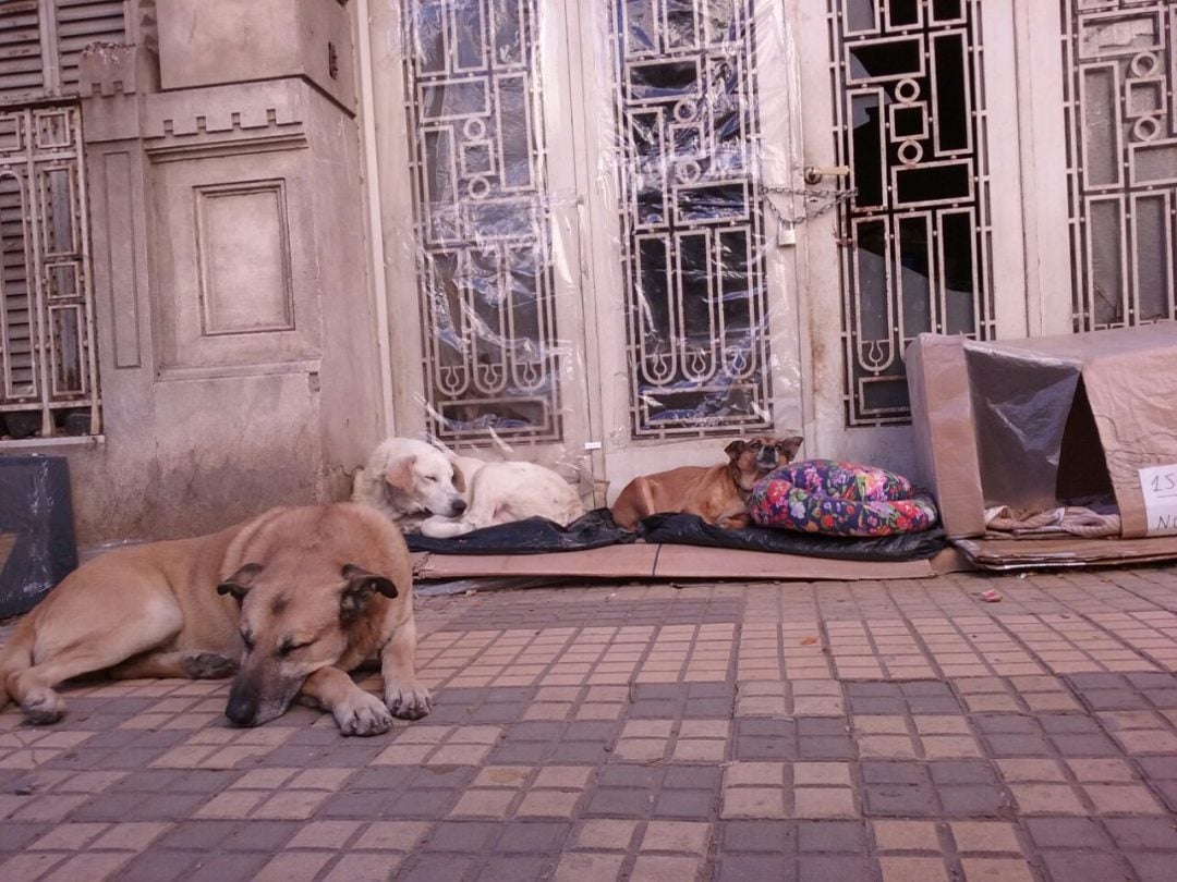 Murió su dueña y ahora 3 perros buscan un hogar