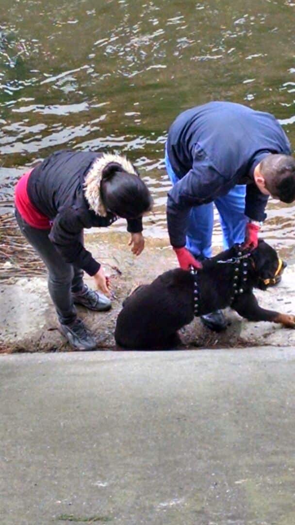 Rescataron a un perro del canal Maldonado