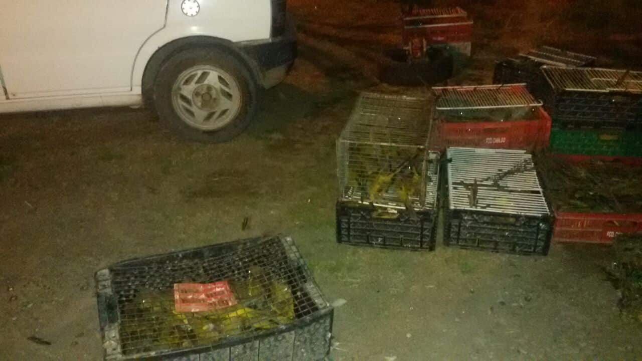 Traficaba loros barranqueros y los vendía como animales exóticos