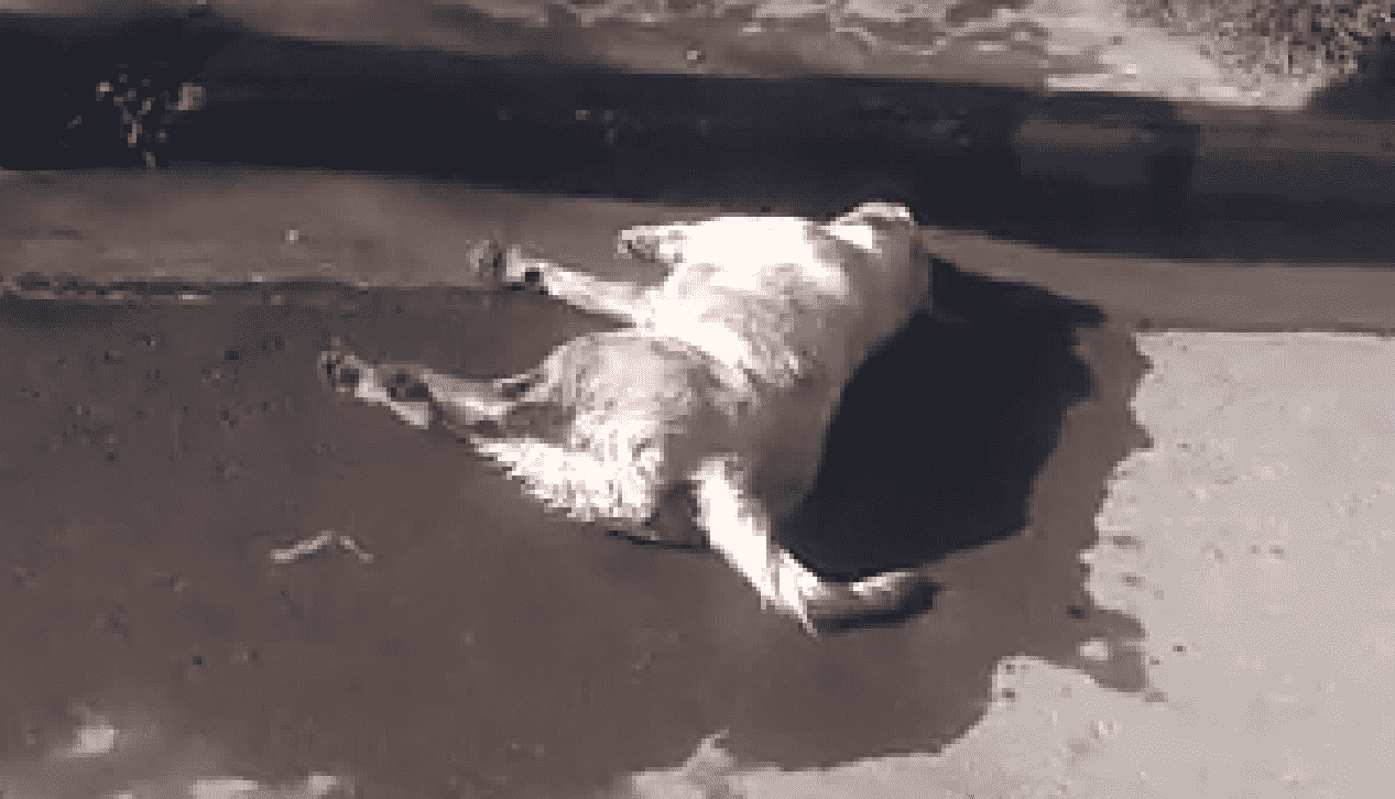 Otra matanza de animales