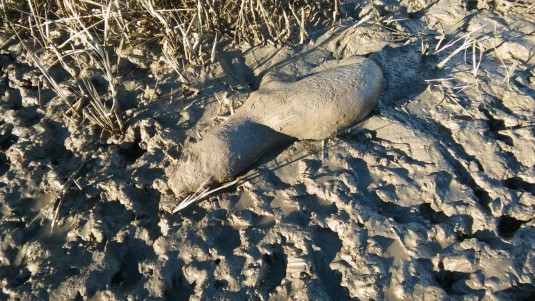 Salvaron a un lobito que iba a ser atacado por una jauría