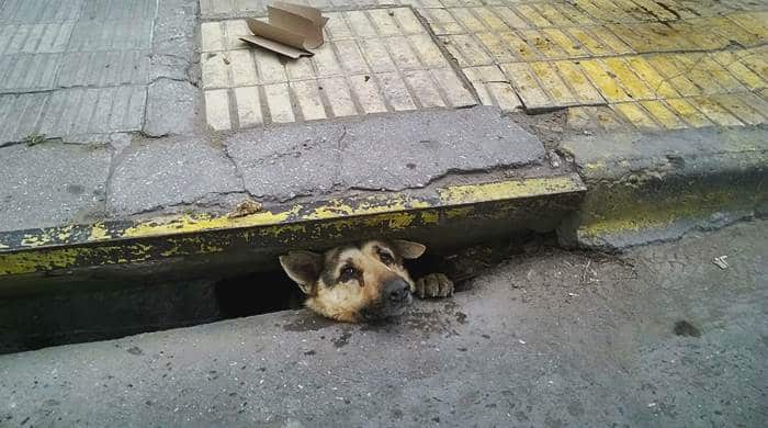 Así fue el emotivo rescate de un perro que quedó atrapado en una alcantarilla