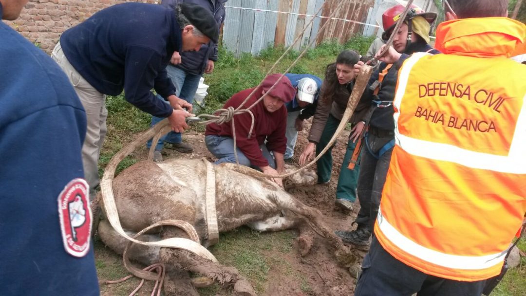 Rescataron a un caballo que cayó en un pozo de 10 metros de profundidad