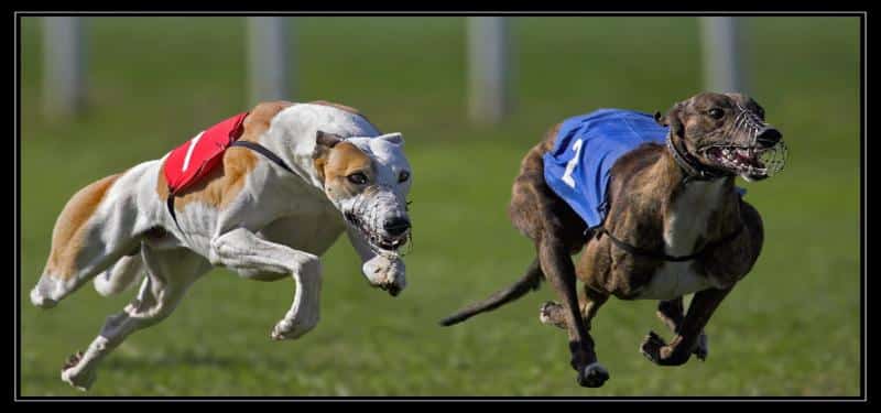 Se terminaron las carreras de galgos