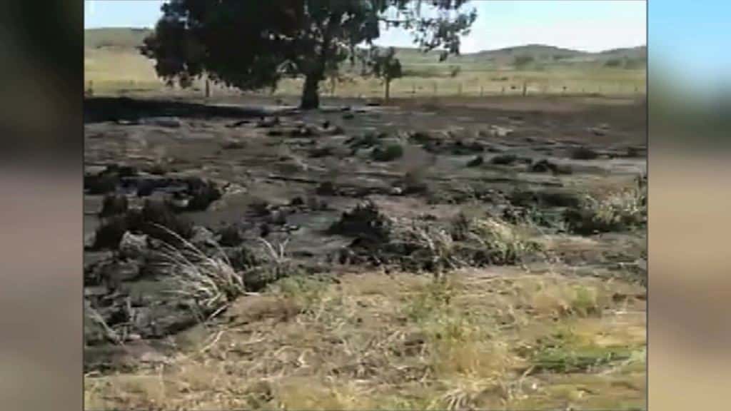 Cenizas quedan: sofocaron el incendio de pastos que aisló a Monte Hermoso