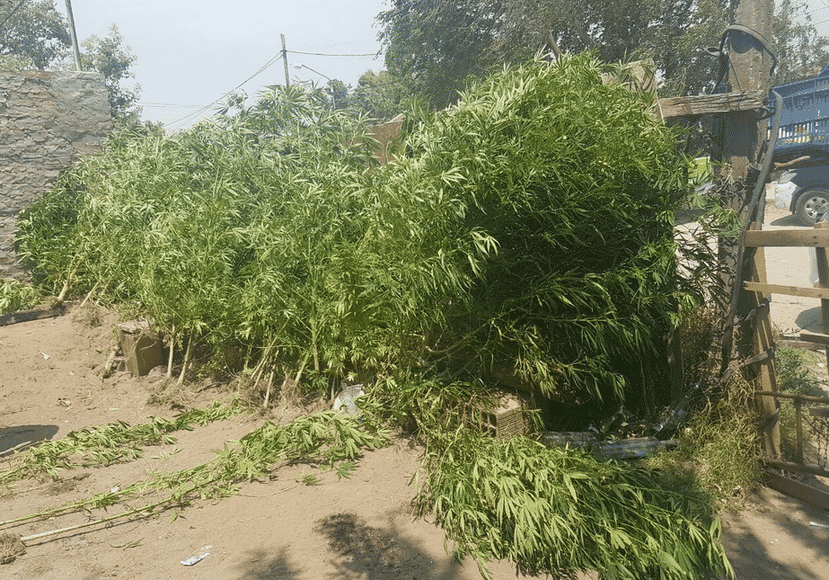 recuperó la libertad nieto acusado por su abuela de tener marihuana