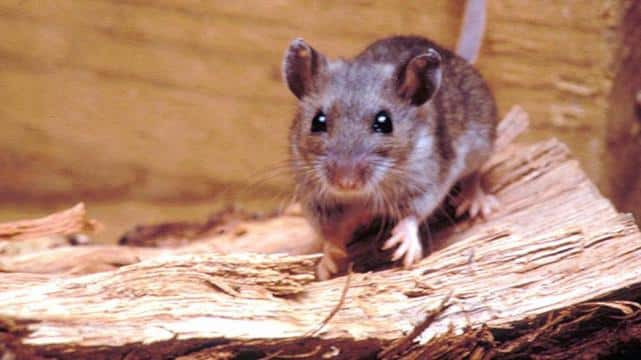 Hantavirus Mortal