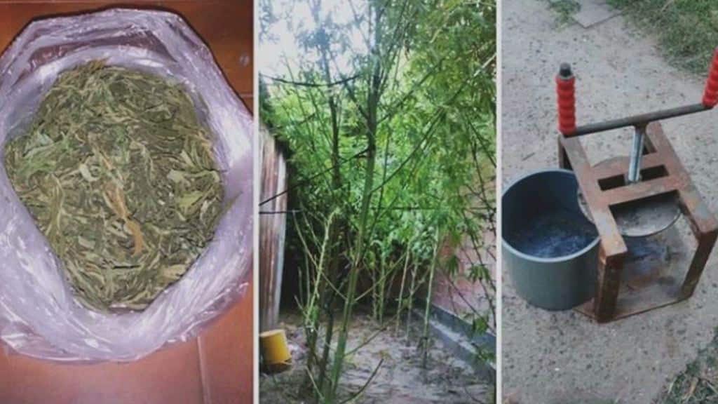 Importante secuestro de marihuana en Pedro Luro