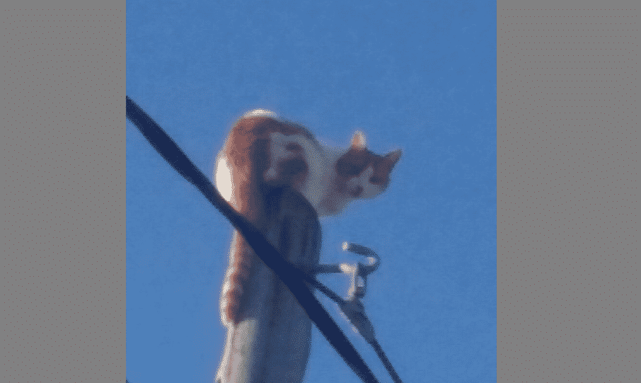 Gato en peligro: subió a un poste y no puede bajar