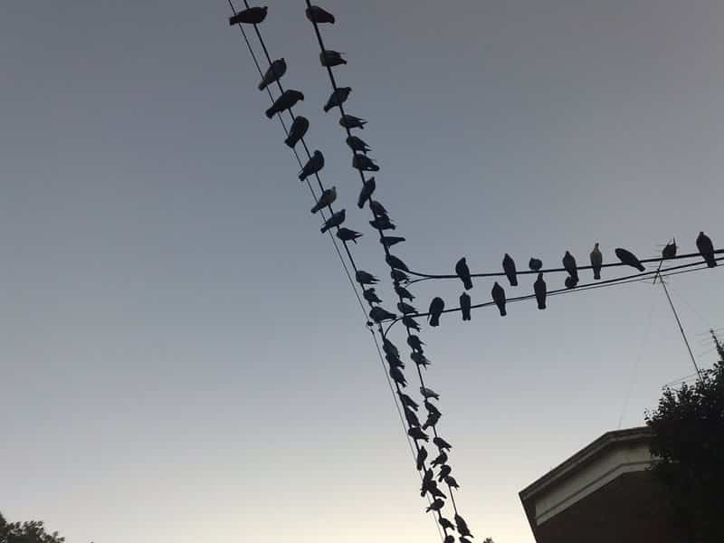 La polémica por las palomas: analizan adherir a la norma que las declara como plaga