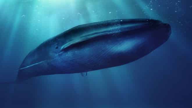 El desafío de la ballena azul