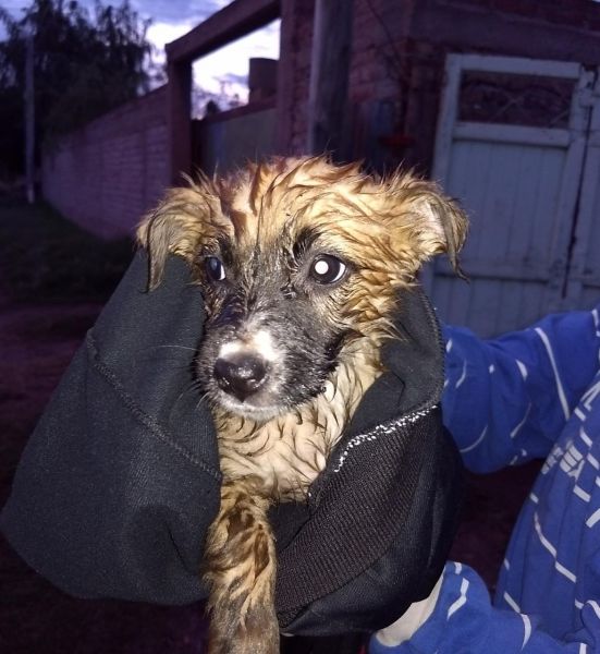 Rescataron a un perro que quedó atrapado en un incendio