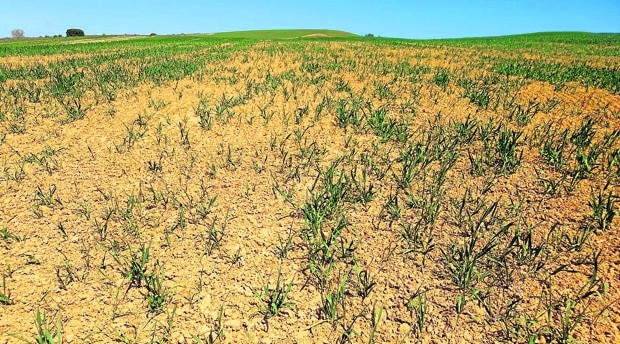 Emergencia agropecuaria en Coronel Pringles