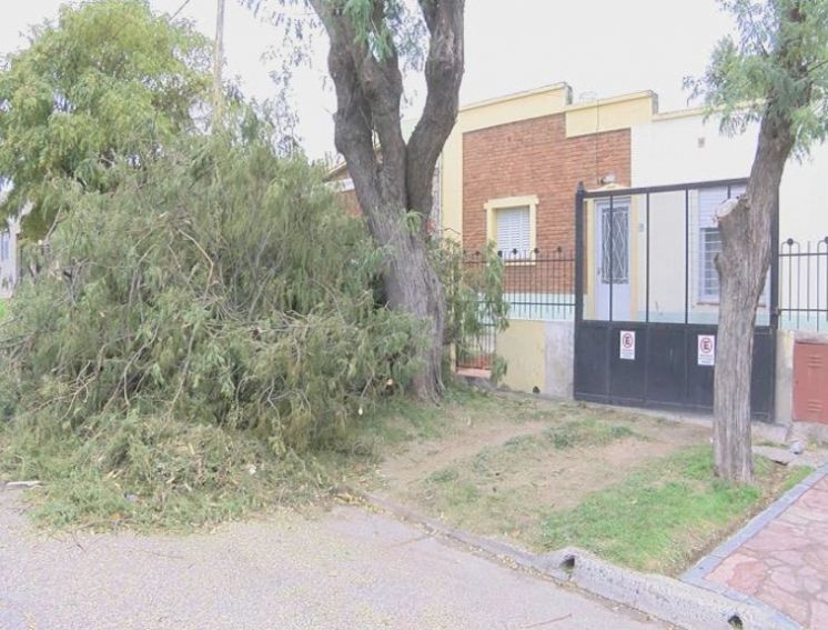 Podaron un árbol y no podía salir de su casa