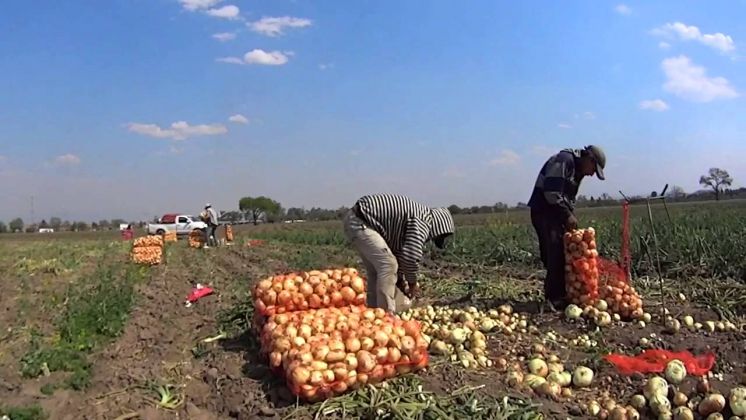 Productores de Villarino reparten cebolla en la ruta