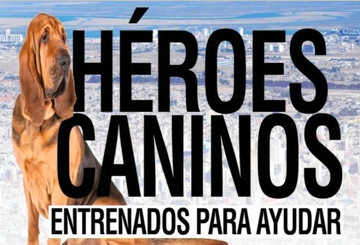 Héroes caninos: entrenados para ayudar