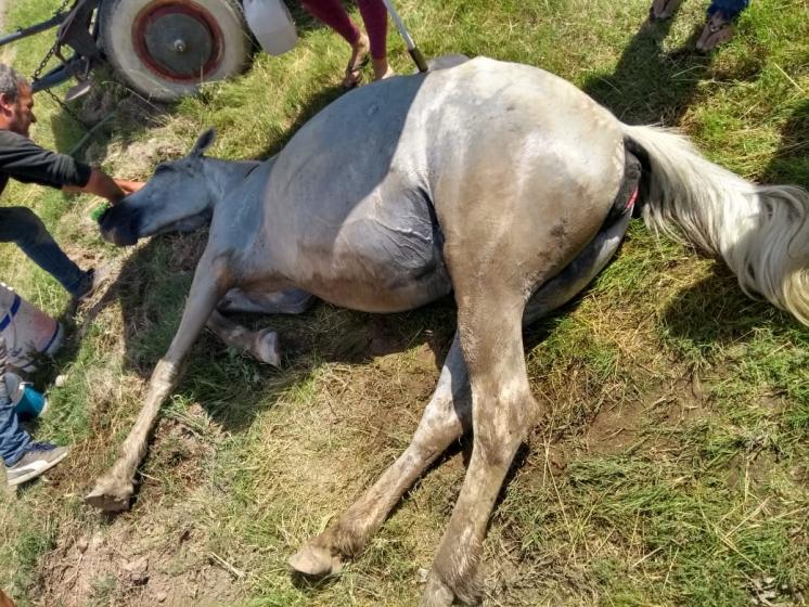Inhumano trato con una yegua