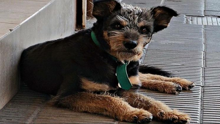 Murió “Cachirulo”, un perro que se convertió en un personaje de la ciudad