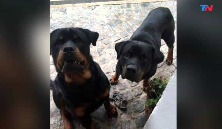 Dos rottweiler atacaron a una nena de cuatro años y casi la matan