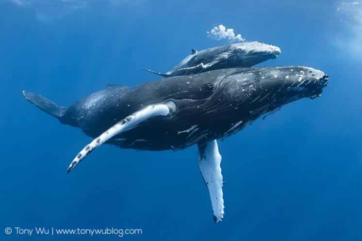 Apareció una ballena en el puerto y alertan a los navegantes