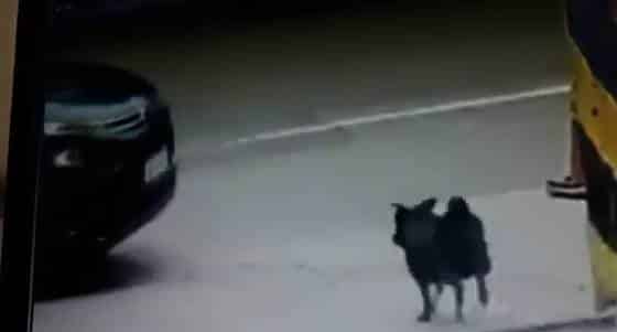 Atropelló a un perro y se fugó