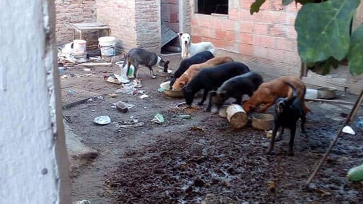 Condenan a un ex Intendente, a prisión efectiva, por la matanza de 211 perros