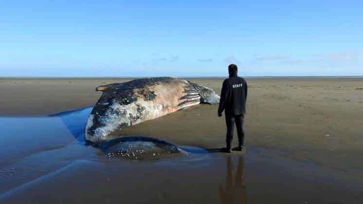 Encontraron una ballena muerta en la ría bahiense