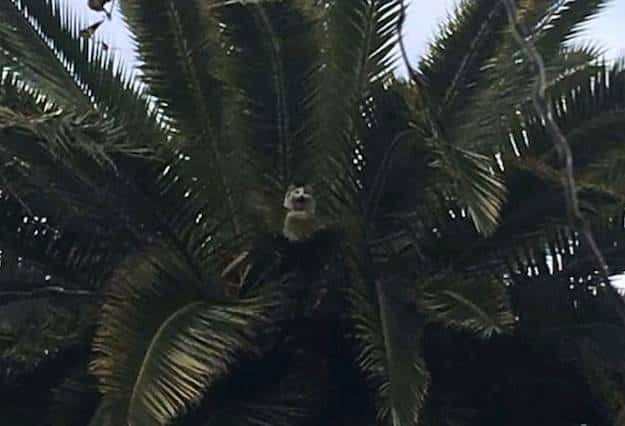 Una gata está hace cinco días en una palmera y no pueden rescatarla