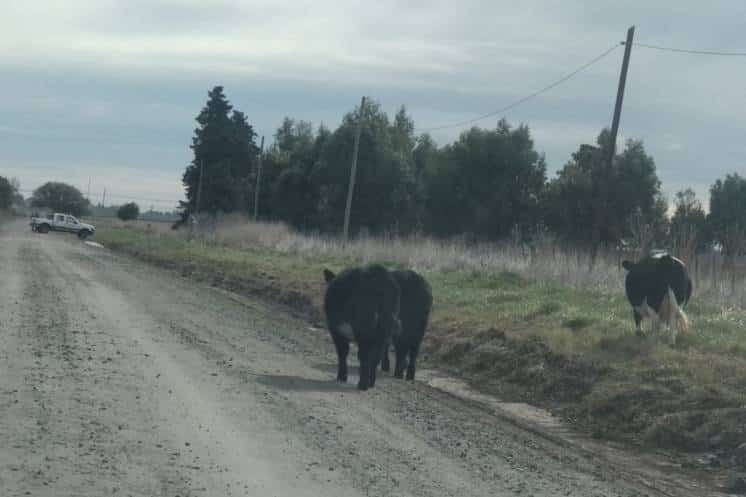 El peligro de los animales sueltos: se aprobó un nuevo protocolo