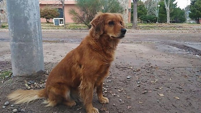 Lo detuvieron y hace un año su mascota lo espera afuera de la comisaría