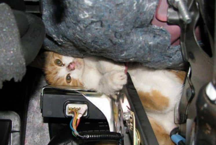 Para cuidar a los Gatos
