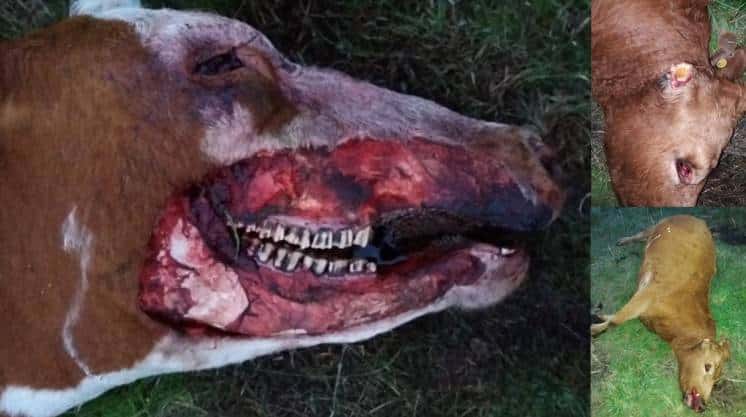 Misterio por la aparición de vacas mutiladas cerca de Ascasubi