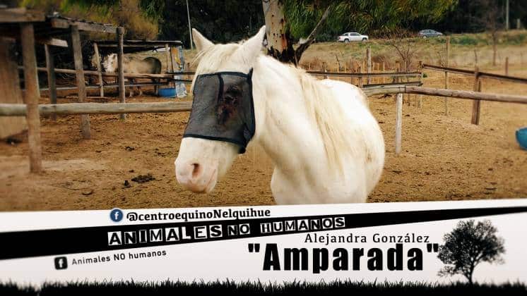 AMPARADA