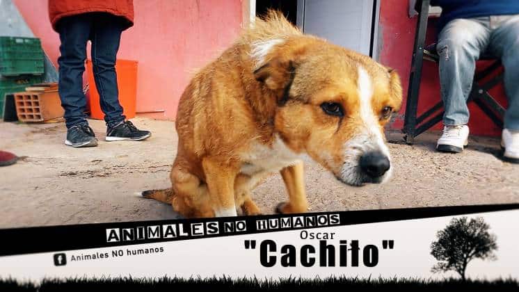 CACHILO