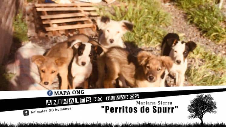 PERRITOS DE SPURR