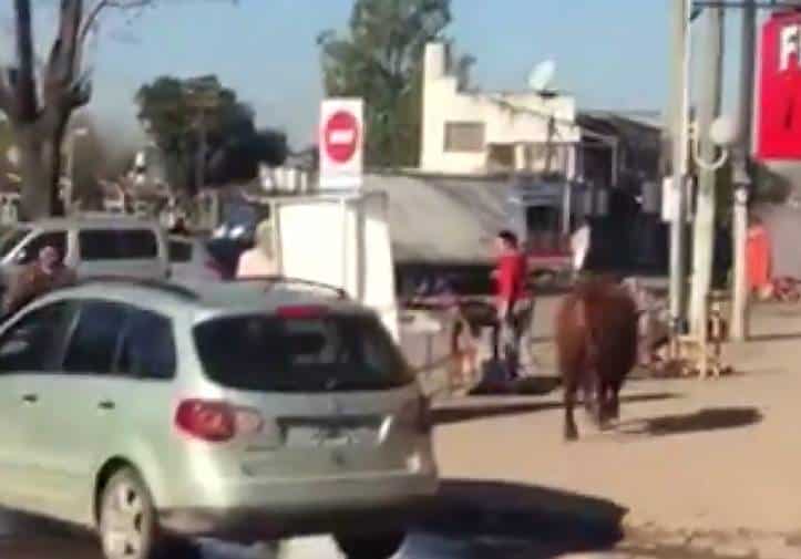 Se escapó un toro de un matadero y embistió a una empleada de una parrilla