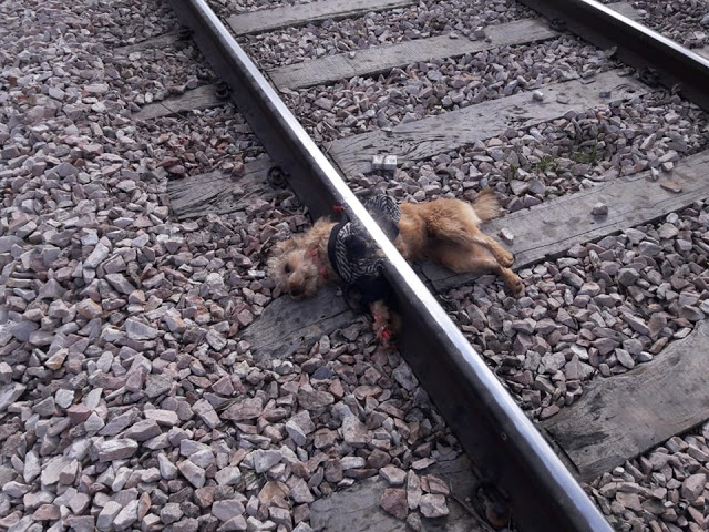 Darregueira: un perro atado a las vías del tren