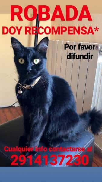 Buscamos a Lola, la robaron