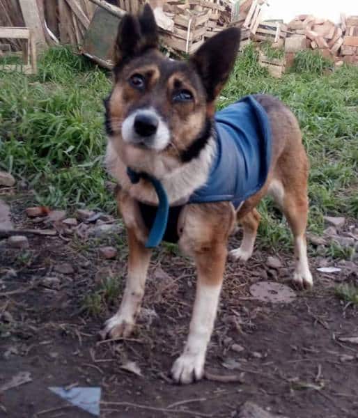 Buscamos a Peky