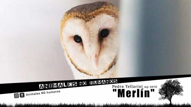 MERLÍN