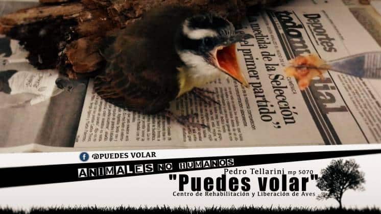 PUEDES VOLAR