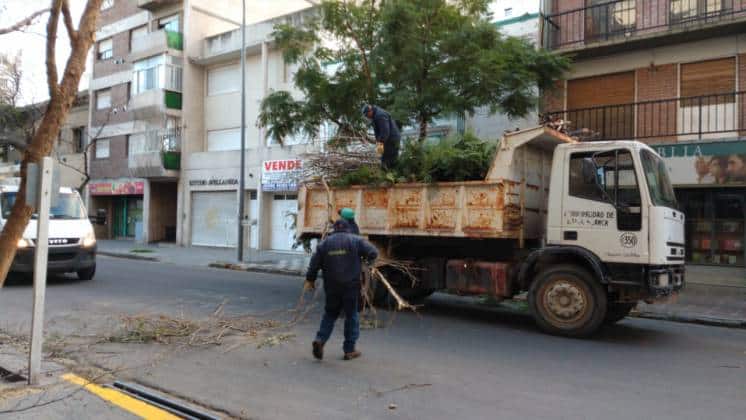 Podaron los árboles donde se posaban los tordos en calle Saavedra
