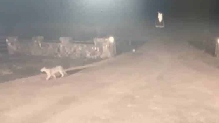 Un puma suelto en Punta Alta
