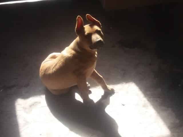 Buscamos a Simón