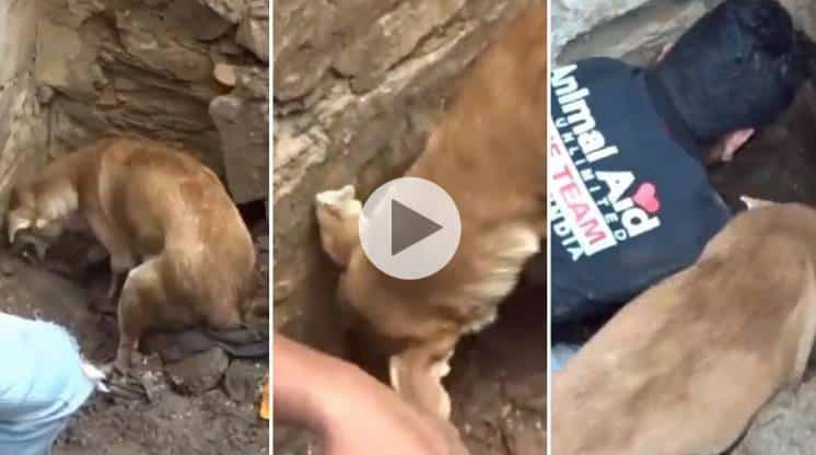 Video: la lucha de una perra para salvar a sus cachorros en un derrumbe