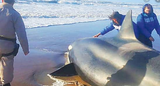 Orcas varadas en Mar Chiquita: rescataron a seis y una murió