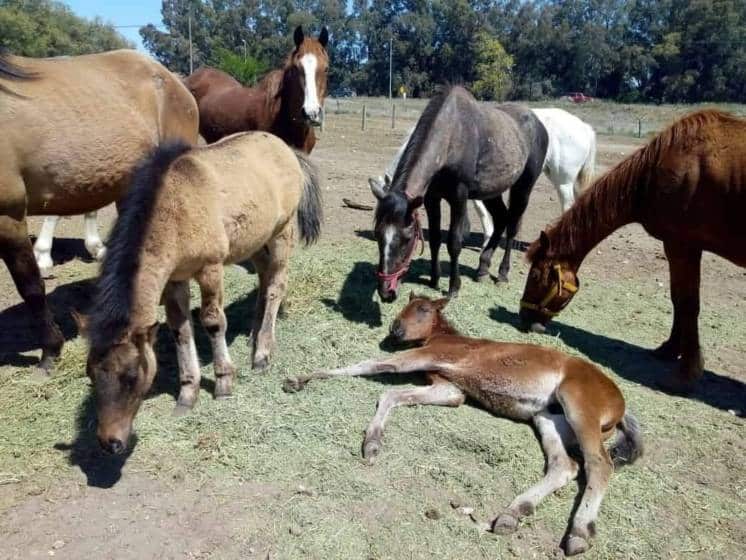 El Centro de Recuperación Equina Nelquihué necesita ayuda