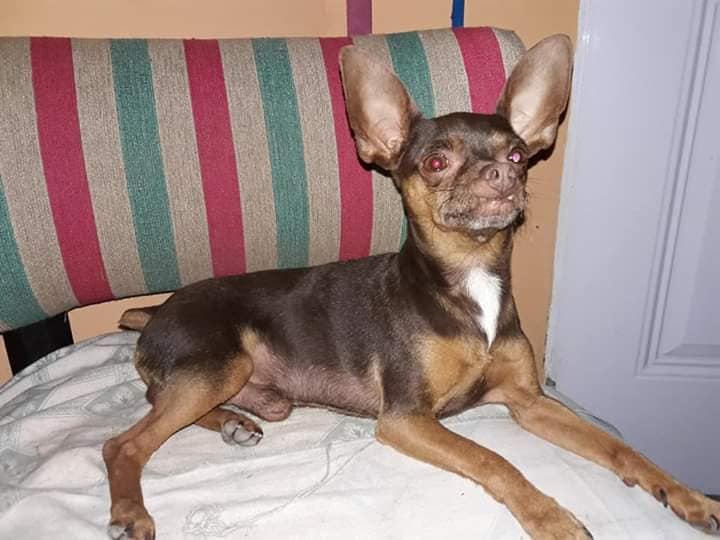 Lo robaron y ofrecen recompensa