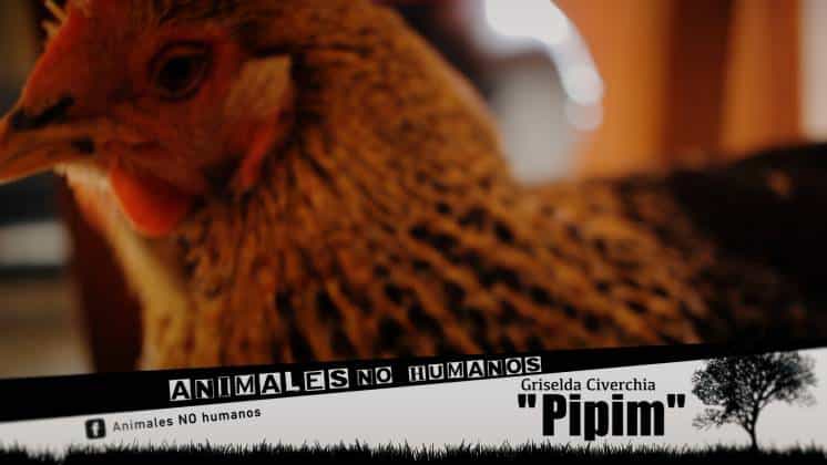 PIPIM