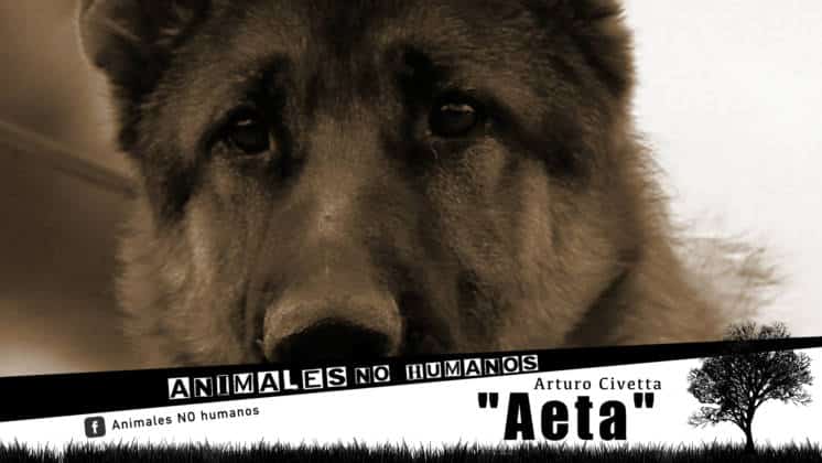 AETA